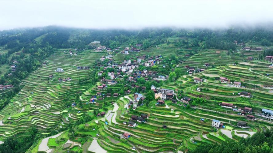 五一从河南到贵州锦屏沿途玩两天，大家有什么推荐的景点路线，天柱免费水果种植基地在哪里。 五一从河南到贵州锦屏沿途玩两天，大家有什么推荐的景点路线，天柱免费水果种植基地在哪里。 家禽养殖