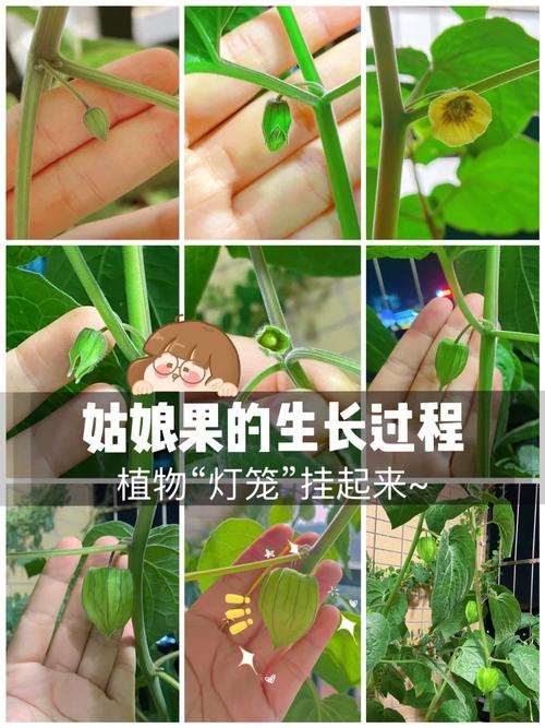 水果在家怎么种植方法，怎么种植盆栽水果树。 水果在家怎么种植方法，怎么种植盆栽水果树。 土壤施肥