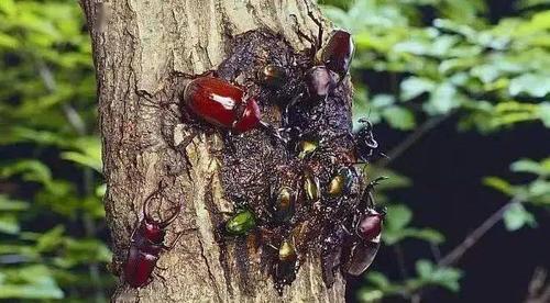 独角仙饲养方法，大关水果种植基地在哪里。 独角仙饲养方法，大关水果种植基地在哪里。 蔬菜种植