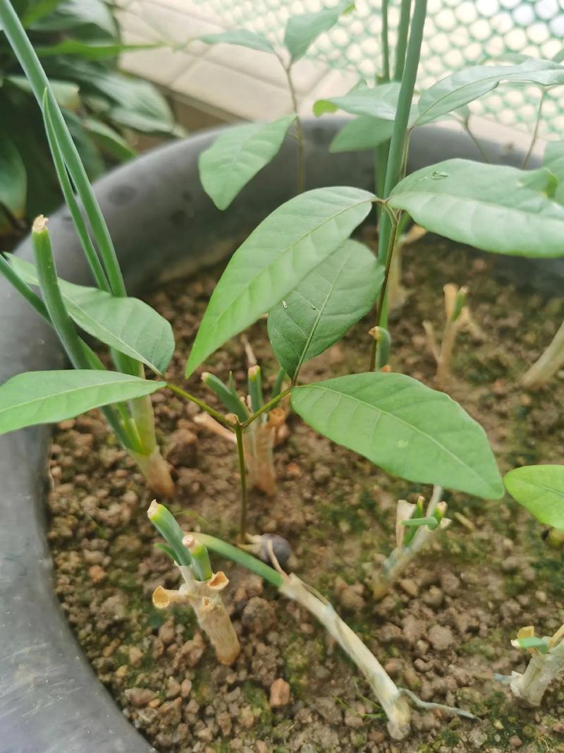 桂圆树苗种植技术，家庭水果龙眼苗种植视频。 桂圆树苗种植技术，家庭水果龙眼苗种植视频。 水果种植