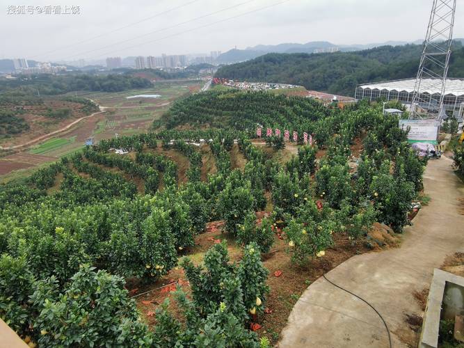 江西合适种什么水果，上饶本地水果种植基地。 江西合适种什么水果，上饶本地水果种植基地。 蔬菜种植