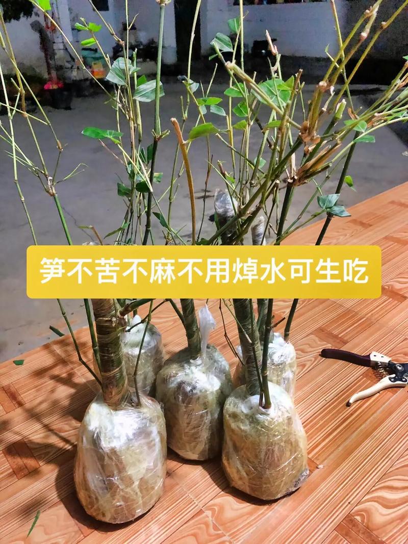 龙竹笋的种植方法，水果龙是什么。 龙竹笋的种植方法，水果龙是什么。 家禽养殖