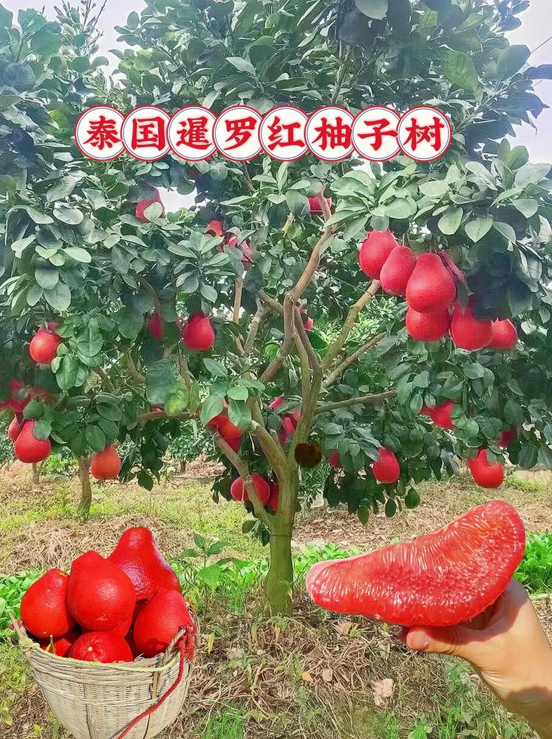 东南亚水果种植面积，东南亚适合种植什么水果。 东南亚水果种植面积，东南亚适合种植什么水果。 水果种植