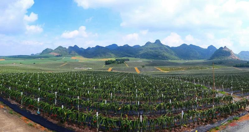 广西水果种植基地，本地水果 种植基地有哪些。 广西水果种植基地，本地水果 种植基地有哪些。 蔬菜种植