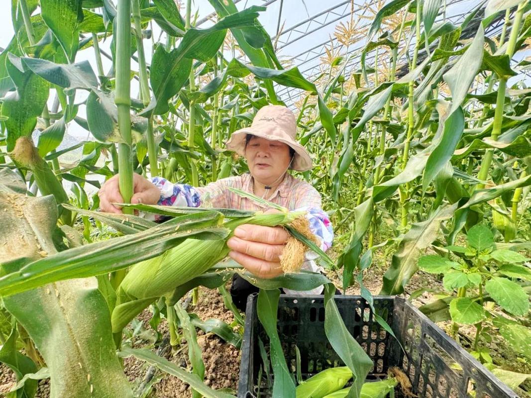 哪里适合种水果玉米，新疆边境水果种植基地有哪些。 哪里适合种水果玉米，新疆边境水果种植基地有哪些。 水果种植