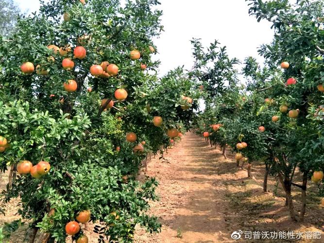 胶州产石榴吗，胶州水果种植基地地址在哪里。 胶州产石榴吗，胶州水果种植基地地址在哪里。 蔬菜种植