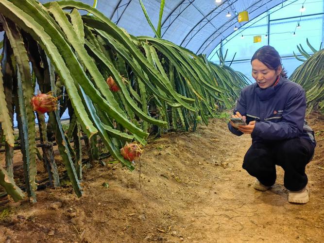 在北方种植火龙果，怎样增加棚内温度，陕西宝鸡水果种植基地。 在北方种植火龙果，怎样增加棚内温度，陕西宝鸡水果种植基地。 蔬菜种植