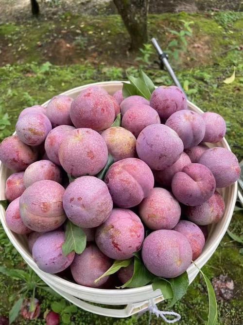 三华李在广州南沙可以种植吗，南沙蔬菜水果种植基地。 三华李在广州南沙可以种植吗，南沙蔬菜水果种植基地。 畜牧养殖