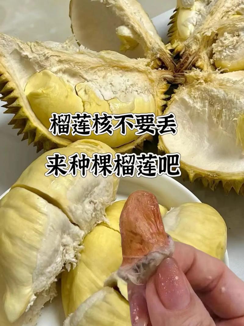 水果之王榴莲，如何才能种植？种植期间该如何进行管理，水果之王种植方法。 水果之王榴莲，如何才能种植？种植期间该如何进行管理，水果之王种植方法。 土壤施肥