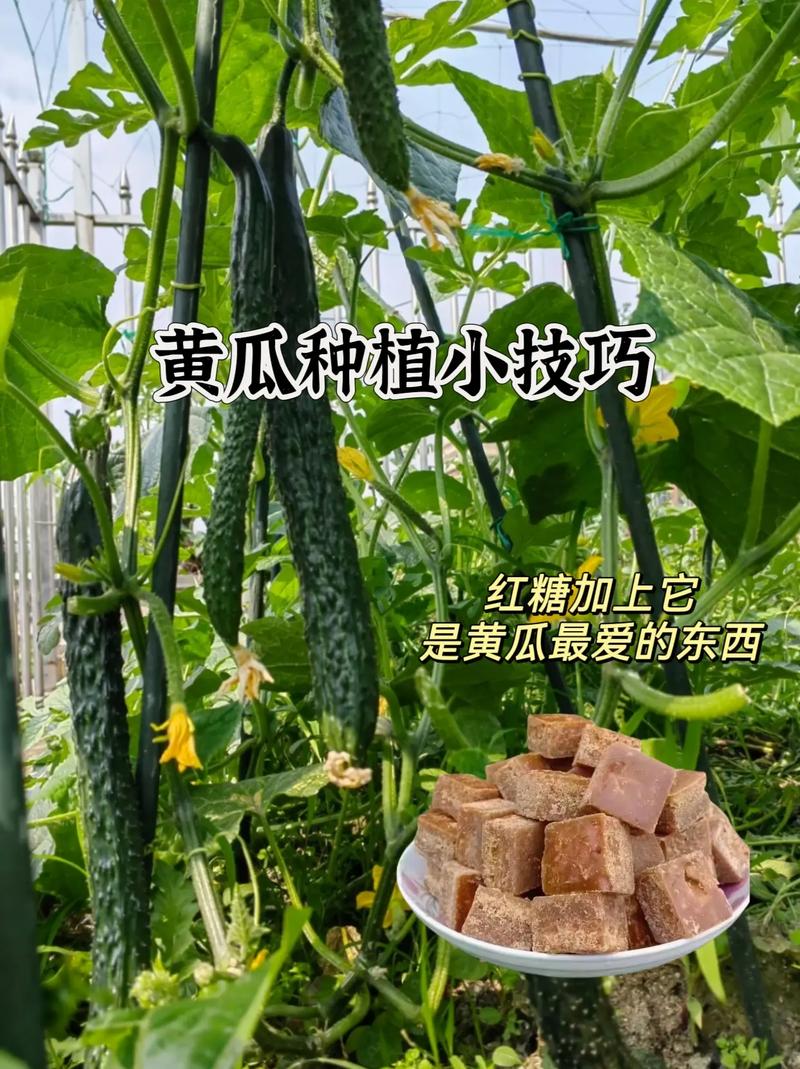 小青瓜栽培技术，迷你水果青瓜种植方法。 小青瓜栽培技术，迷你水果青瓜种植方法。 家禽养殖