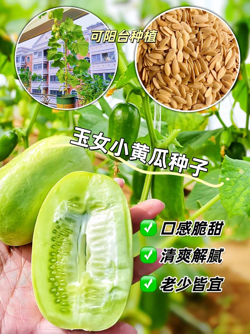 湖南10月能种什么菜？怎么种，长沙水果黄瓜种植时间表。 湖南10月能种什么菜？怎么种，长沙水果黄瓜种植时间表。 蔬菜种植