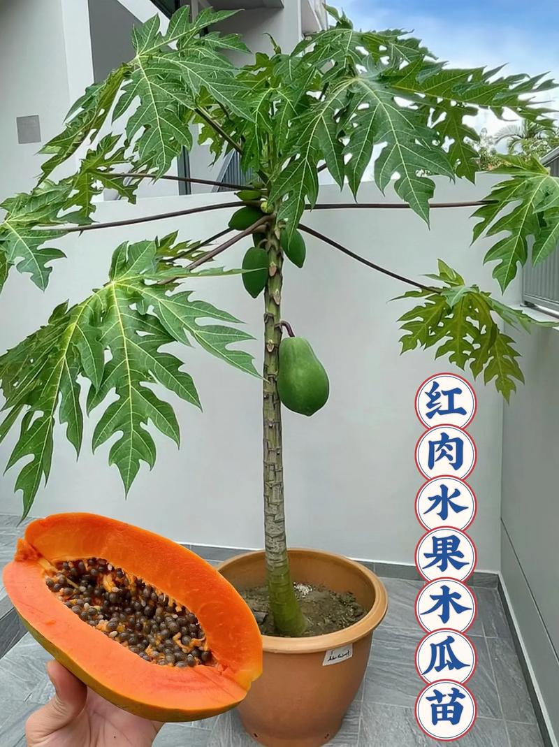 广东木瓜种植技术，种植水果木爪怎么种。 广东木瓜种植技术，种植水果木爪怎么种。 土壤施肥