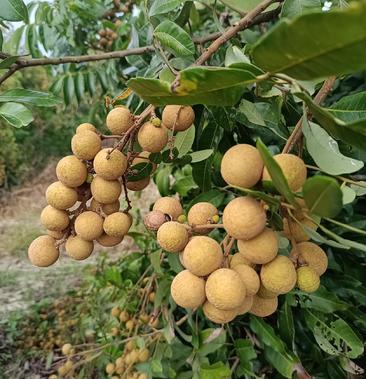 广西平南县有什么特产，大新县水果种植面积。 广西平南县有什么特产，大新县水果种植面积。 水果种植