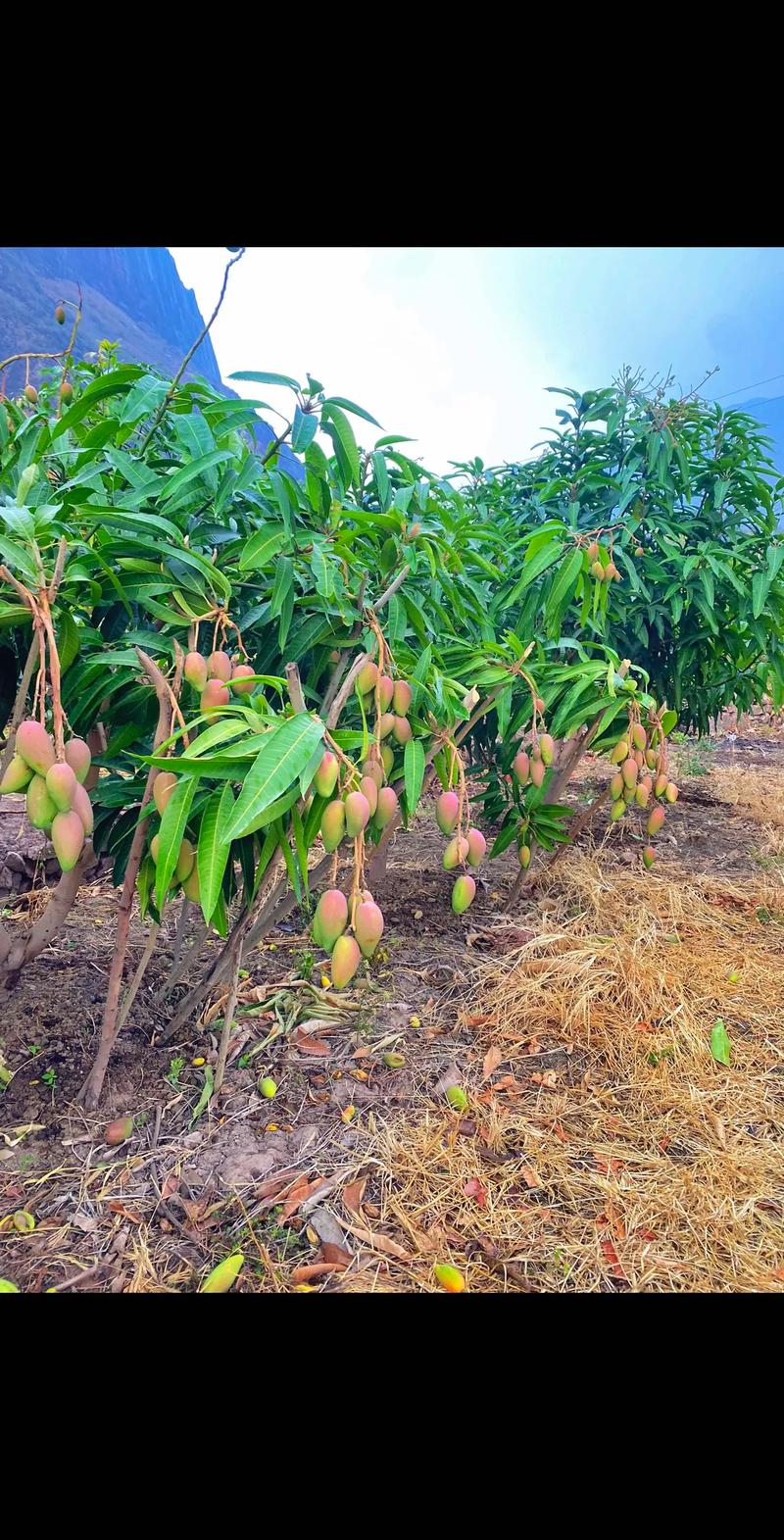 芒果种植怎么样长得更快，芒果种植水果图片大全。 芒果种植怎么样长得更快，芒果种植水果图片大全。 水果种植