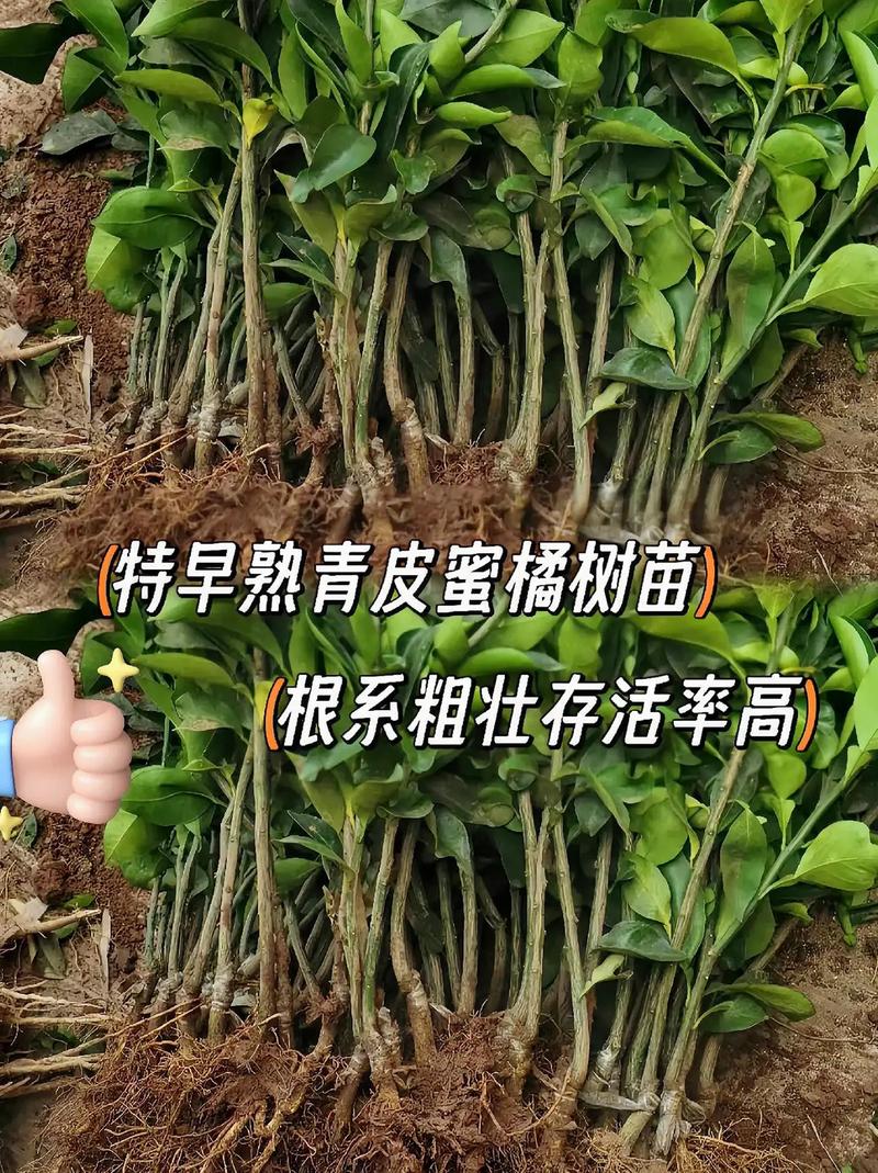 青皮蜜桔苏州能种吗，平江本地水果种植基地。 青皮蜜桔苏州能种吗，平江本地水果种植基地。 土壤施肥