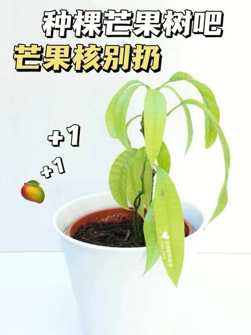 芒果核怎么种植芒果树，水果果核种植活动方案设计。 芒果核怎么种植芒果树，水果果核种植活动方案设计。 水果种植