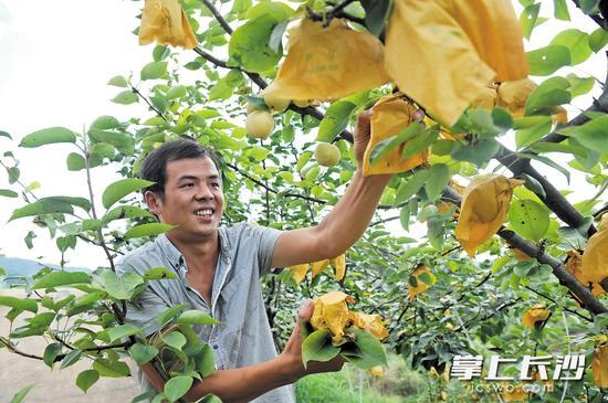 我想做农村收果子的经纪人，这份职业有前途吗，85后农民种植水果有哪些。 我想做农村收果子的经纪人，这份职业有前途吗，85后农民种植水果有哪些。 家禽养殖