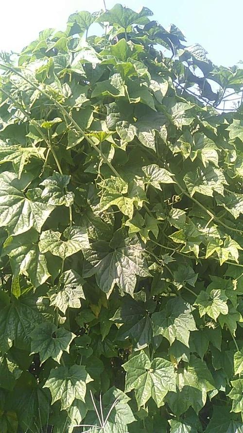 香如蜜怎么种植的，香菇蜜水果种植地区在哪。 香如蜜怎么种植的，香菇蜜水果种植地区在哪。 畜牧养殖