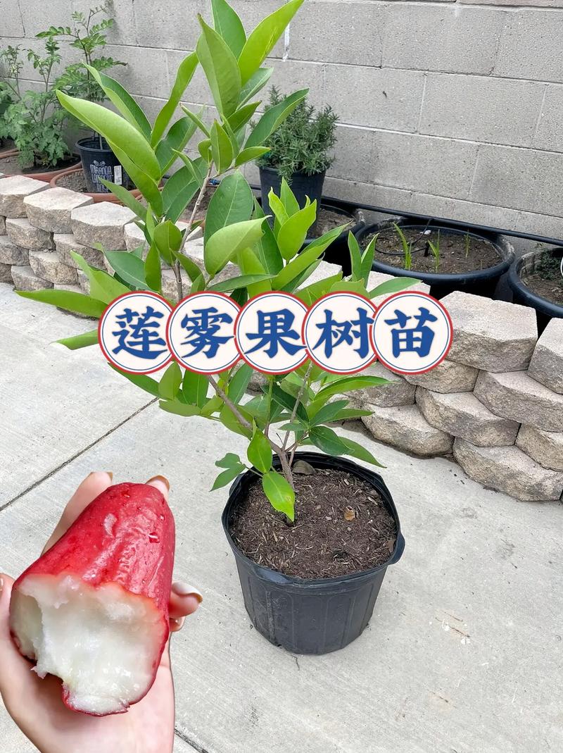 莲雾栽培技术有哪些，种植莲雾水果怎么种。 莲雾栽培技术有哪些，种植莲雾水果怎么种。 水果种植