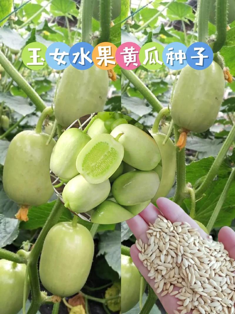 深圳家庭适合种植什么瓜果，种植水果多汁好吗。 深圳家庭适合种植什么瓜果，种植水果多汁好吗。 土壤施肥