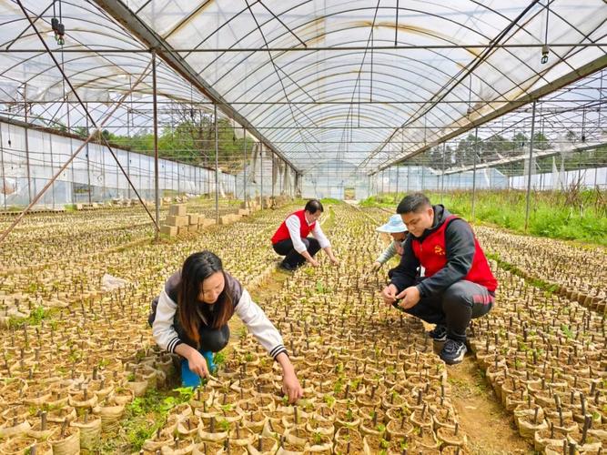 农民该如何去发展有机水果种植，水果种植先进技术有哪些。 农民该如何去发展有机水果种植，水果种植先进技术有哪些。 蔬菜种植