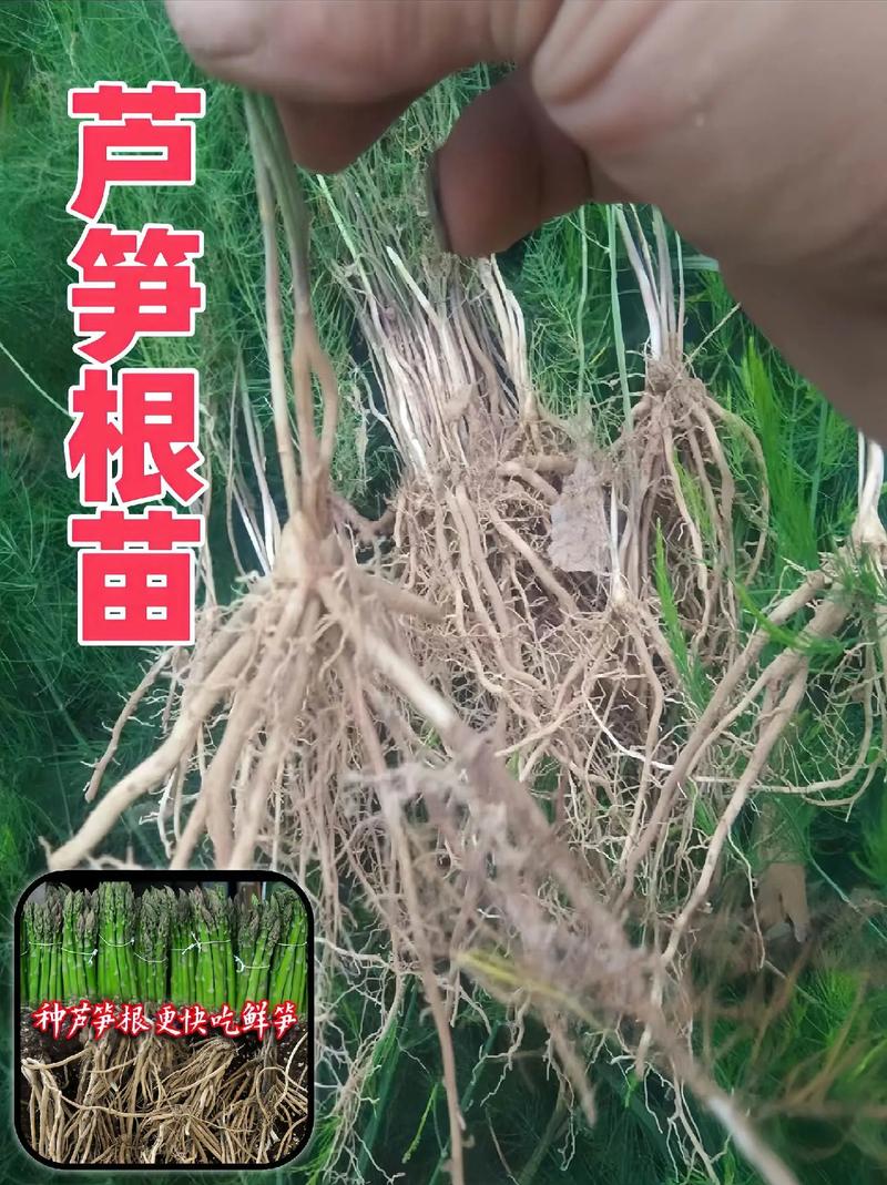 芦笋根的种植方法，水果芦笋根苗怎么种植视频。 芦笋根的种植方法，水果芦笋根苗怎么种植视频。 水果种植