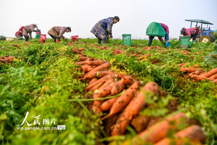 江西什么东西最有名，丰城水果萝卜种植基地在哪里。 江西什么东西最有名，丰城水果萝卜种植基地在哪里。 土壤施肥