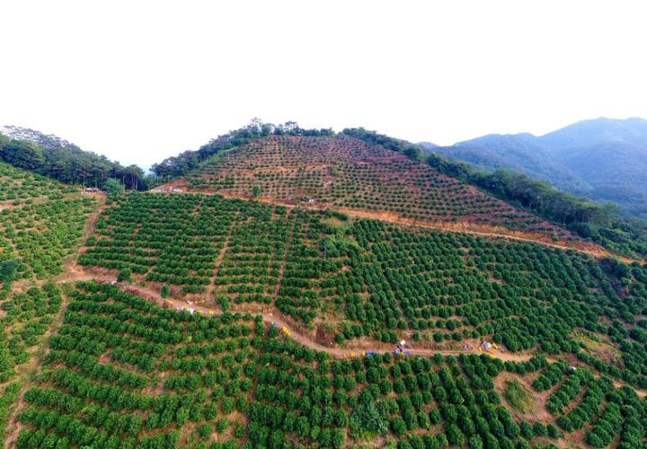 广西的砂糖橘种植真的是饱和了吗，梧州水果种植面积多大平方米。 广西的砂糖橘种植真的是饱和了吗，梧州水果种植面积多大平方米。 蔬菜种植