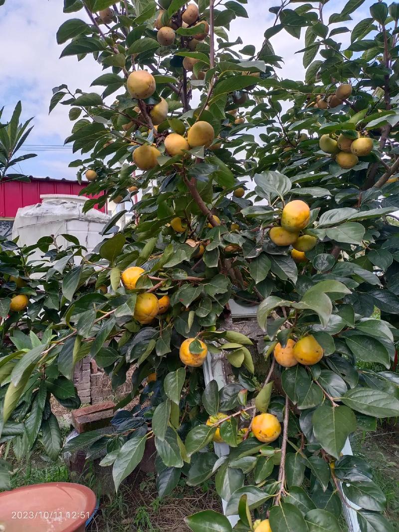 呼和浩特哪家水果批发商品种多，呼和浩特水果种植农场地址。 呼和浩特哪家水果批发商品种多，呼和浩特水果种植农场地址。 蔬菜种植