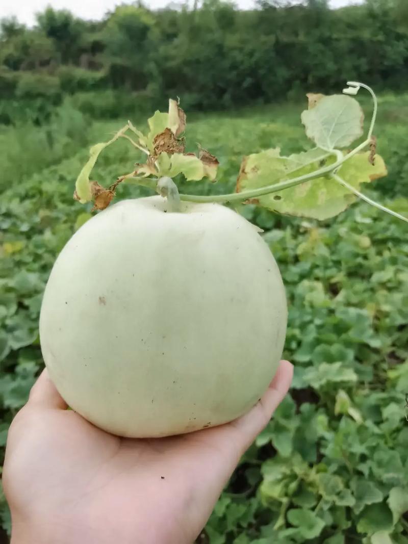 湖南衡阳可以种什么水果，衡阳种植什么水果最多。 湖南衡阳可以种什么水果，衡阳种植什么水果最多。 畜牧养殖