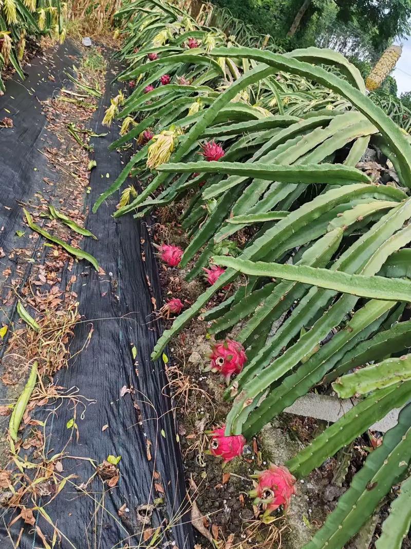 福建十大名果排名，龙海种植出优质水果的地方。 福建十大名果排名，龙海种植出优质水果的地方。 蔬菜种植