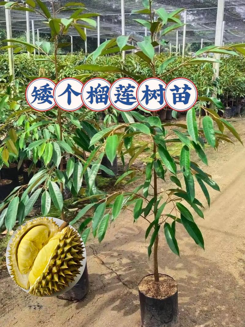 面对水果之王榴莲，种植时如何提高产量？种植前需要进行准备吗，特色珍稀水果种植方法有哪些。 面对水果之王榴莲，种植时如何提高产量？种植前需要进行准备吗，特色珍稀水果种植方法有哪些。 家禽养殖