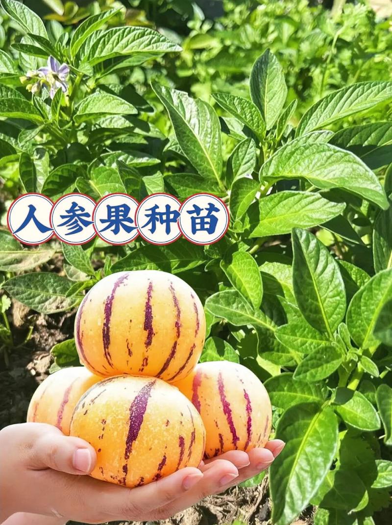 山东地区可以种植什么水果？像芒果，人参果可以种植吗，山东还能种植什么水果呢。 山东地区可以种植什么水果？像芒果，人参果可以种植吗，山东还能种植什么水果呢。 土壤施肥