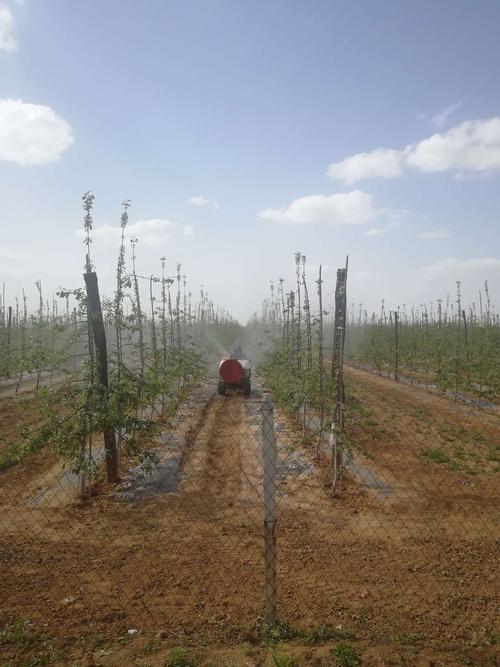 果园水源如何合理安排管路，水渠种植水果有哪些。 果园水源如何合理安排管路，水渠种植水果有哪些。 水果种植