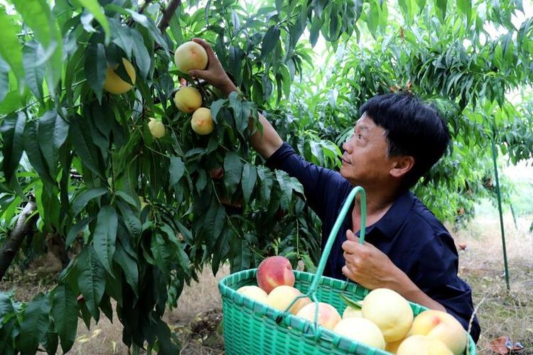 南京适合种植水蜜桃吗，高淳本地水果种植基地。 南京适合种植水蜜桃吗，高淳本地水果种植基地。 家禽养殖