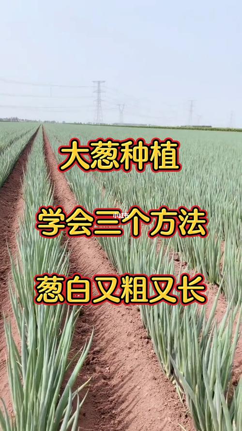 大田怎么种植，水果大葱种植方法。 大田怎么种植，水果大葱种植方法。 土壤施肥