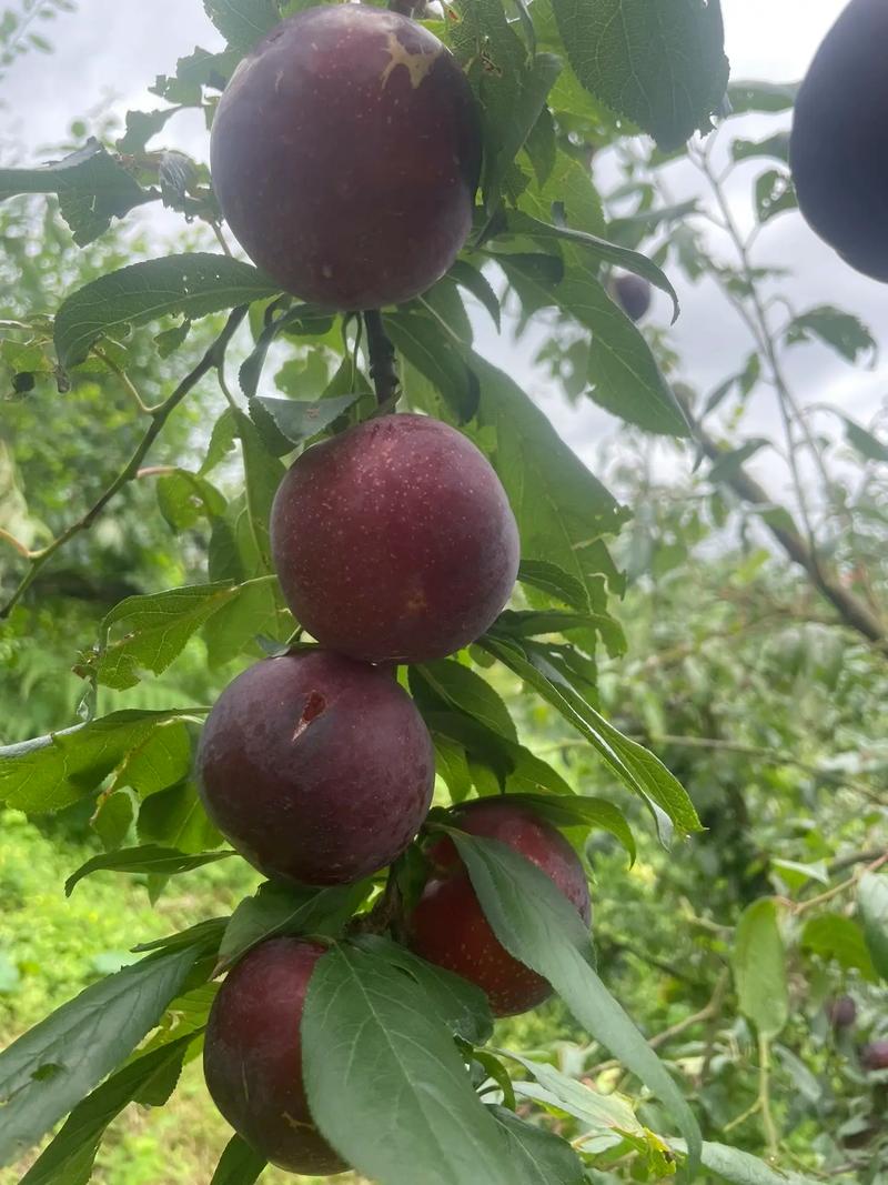 土地里什么决定水果甜不甜，水果种植口感描述。 土地里什么决定水果甜不甜，水果种植口感描述。 畜牧养殖