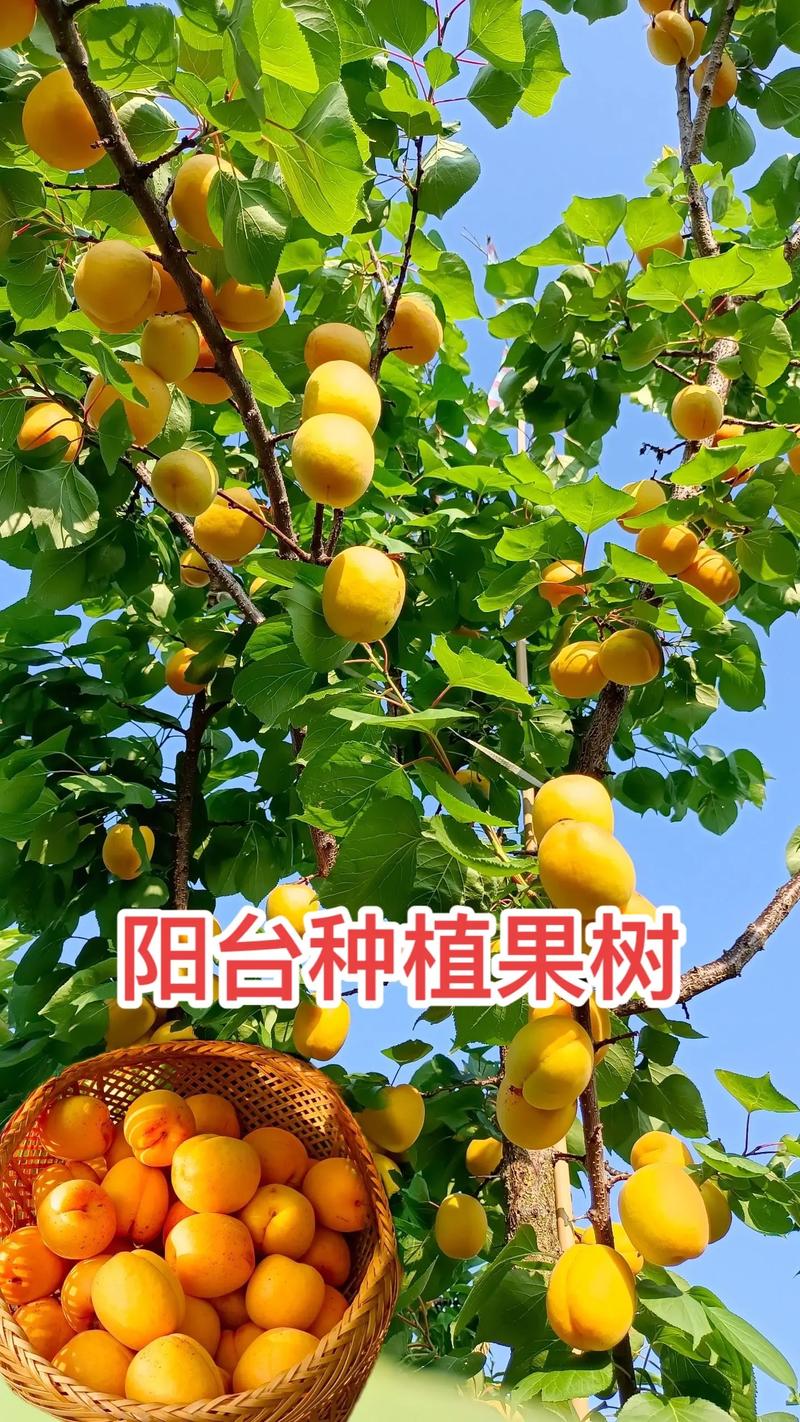 适合楼顶种植的果树有哪些，屋顶种植的水果叫什么名字。 适合楼顶种植的果树有哪些，屋顶种植的水果叫什么名字。 水果种植