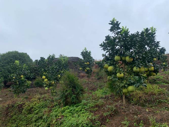 石头山种什么果树，石子山水果种植基地。 石头山种什么果树，石子山水果种植基地。 蔬菜种植