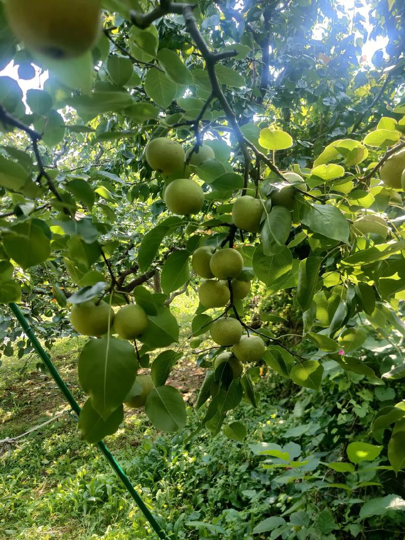 山坡种什么水果最好，山上可以种植哪些水果树。 山坡种什么水果最好，山上可以种植哪些水果树。 蔬菜种植