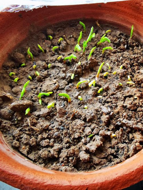 怎样种豌豆尖，水果豌豆尖种植方法视频。 怎样种豌豆尖，水果豌豆尖种植方法视频。 家禽养殖