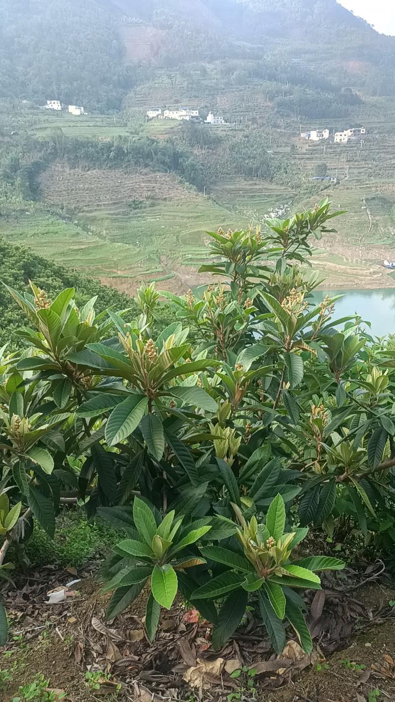 如果农村土地整合，你愿意当农场主吗，合成水果种植技术。 如果农村土地整合，你愿意当农场主吗，合成水果种植技术。 水果种植