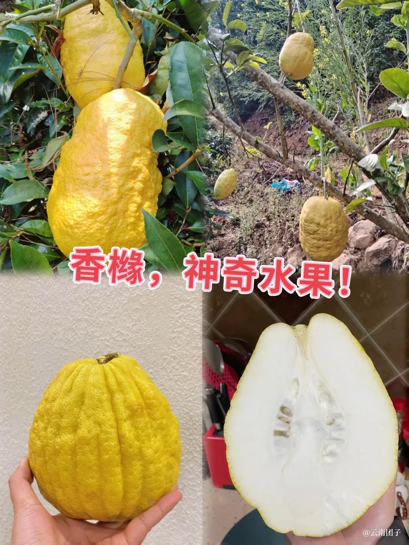 香橼的种植方法，水果香橼种植周期多久。 香橼的种植方法，水果香橼种植周期多久。 水果种植