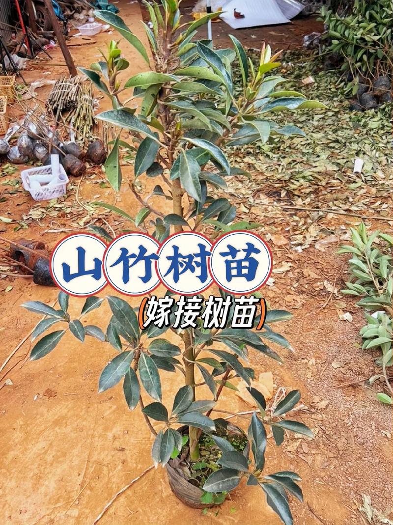 山上栽什么果树啊，山上特色水果种植方法。 山上栽什么果树啊，山上特色水果种植方法。 畜牧养殖