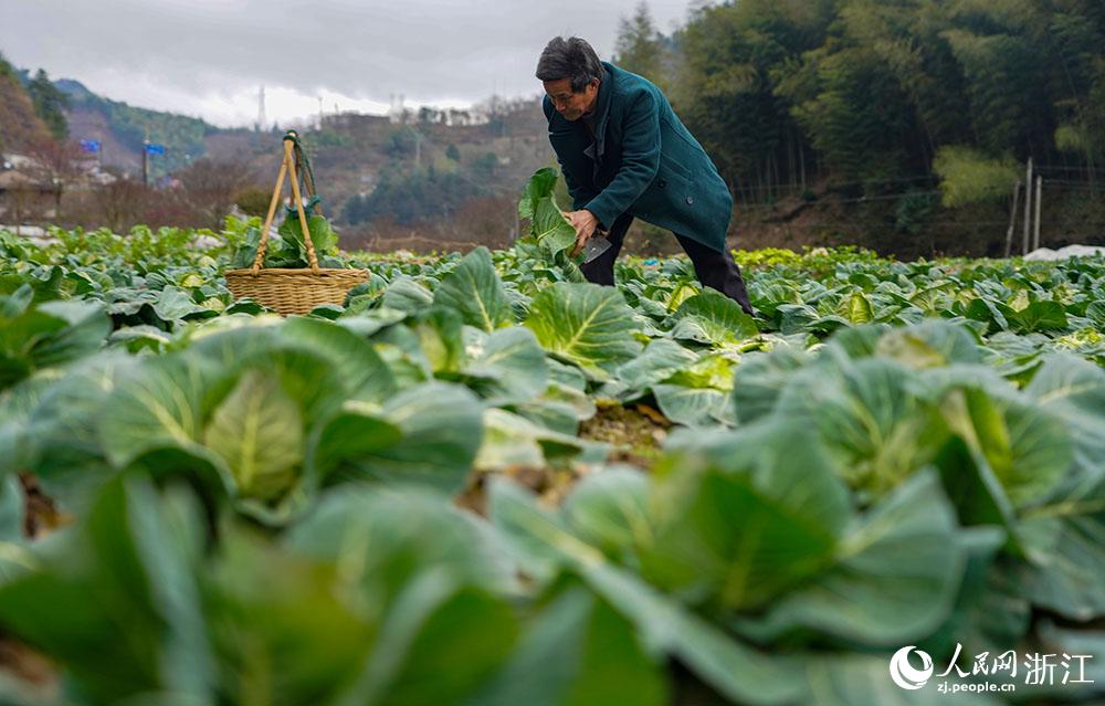 在农村创业，选择什么项目较好，水果种植致富路党委书记说道人民网。 在农村创业，选择什么项目较好，水果种植致富路党委书记说道人民网。 水果种植