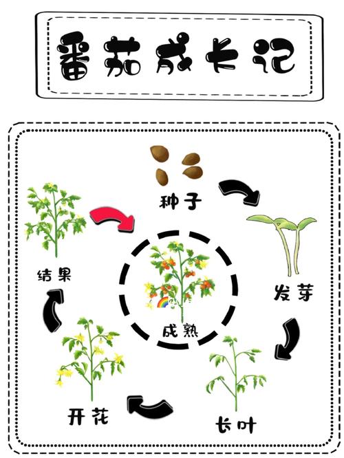 立体种植的实验步骤，立体水果蔬菜种植图片大全。 立体种植的实验步骤，立体水果蔬菜种植图片大全。 蔬菜种植