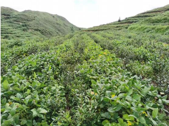 新茶园套种什么经济作物好，什么水果需要催芽种植呢。 新茶园套种什么经济作物好，什么水果需要催芽种植呢。 畜牧养殖