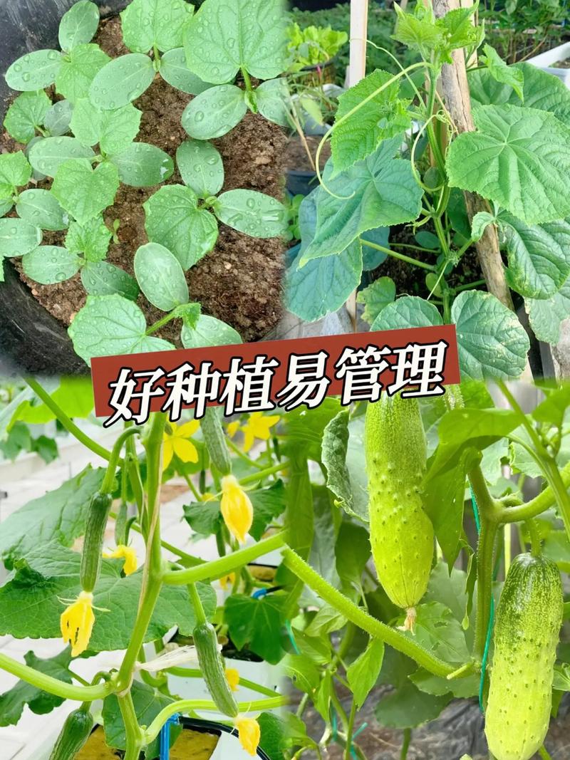 湖南夏天能种什么蔬菜，湖南水果黄瓜种植时间。 湖南夏天能种什么蔬菜，湖南水果黄瓜种植时间。 蔬菜种植