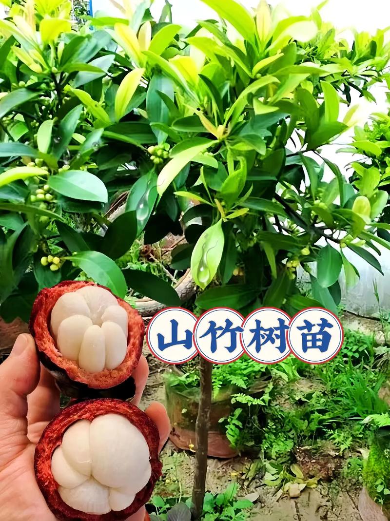 杭州怎么种植山竹，可以种吗，杭州私人水果种植公司。 杭州怎么种植山竹，可以种吗，杭州私人水果种植公司。 蔬菜种植