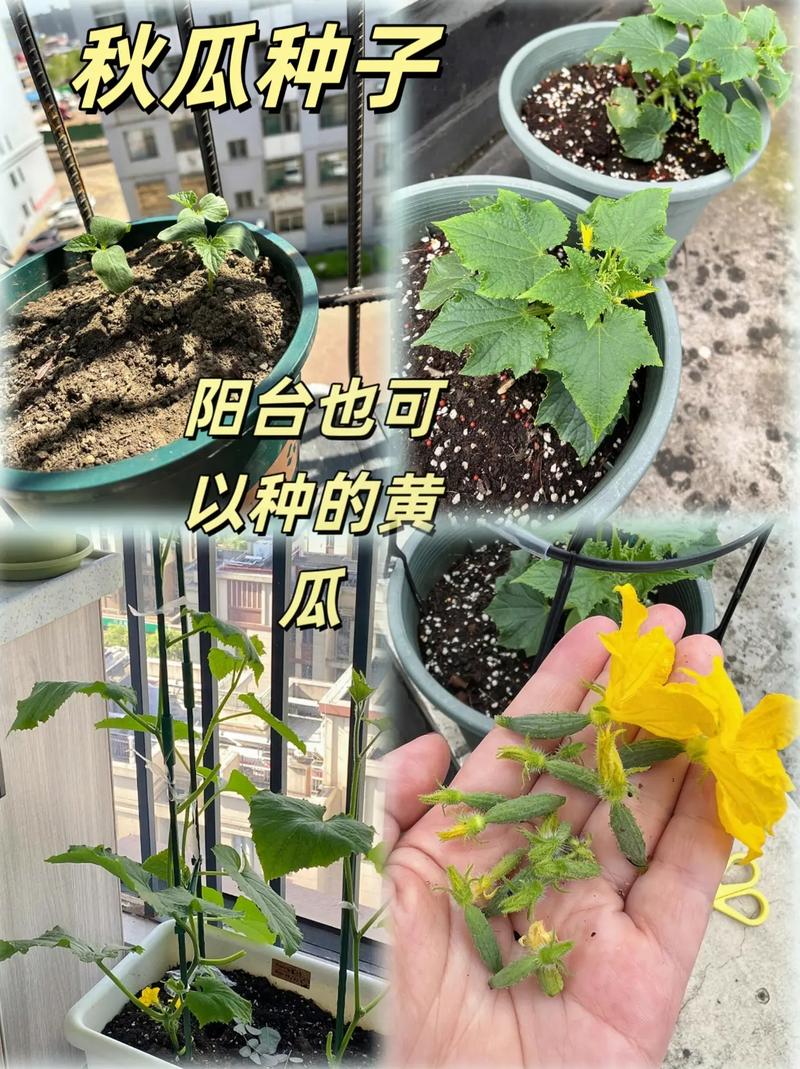 现在这个季节该种什么蔬菜和水果，水果推荐种植方法。 现在这个季节该种什么蔬菜和水果，水果推荐种植方法。 土壤施肥